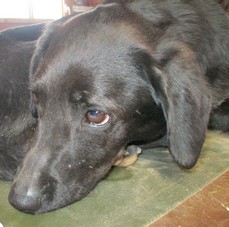 Pablo Griffon croisé Labrador