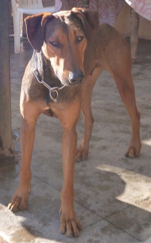 KASY - x doberman 9 ans (9 ans de refuge) eligible fald - - Refuge des Chiens en Liberté à Aix en Provence (13) 2013Kindy2
