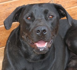 Pablo Griffon croisé Labrador
