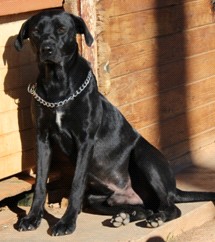 Pablo Griffon croisé Labrador