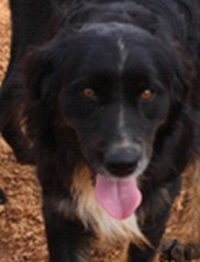 Pablo Griffon croisé Labrador