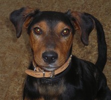 Boby croisé Terrier