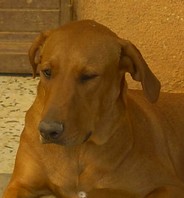 Barney alias Scoubidou croisé Labrador Beauceron