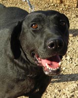 Alison, croisée labrador noir de 5 ans