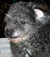 bob01.jpg (28156 octets)