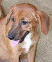 chiot1.jpg (10588 octets)