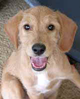 chiot3.jpg (8315 octets)