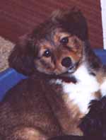 chiot5.jpg (7358 octets)