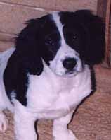 chiot6.jpg (8266 octets)