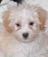 chiotbichon01.jpg (21226 octets)
