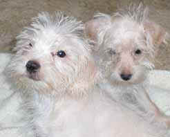 chiotbichon02.jpg (22905 octets)