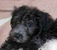 chiotbichon03.jpg (24280 octets)