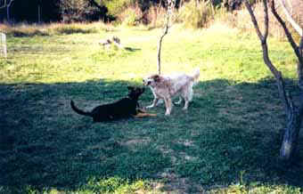 Suzy et Rita.jpg (29792 octets)