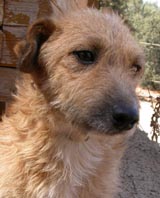 Flepy croisé jadg terrier