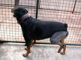 nelly02.jpg (36972 octets)