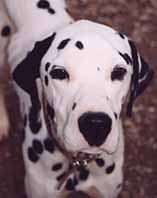 pongo.jpg (9305 octets)