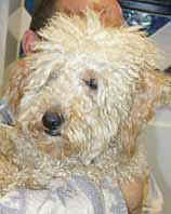 puppy.jpg (27119 octets)