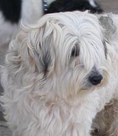 Roller coton de Tulear